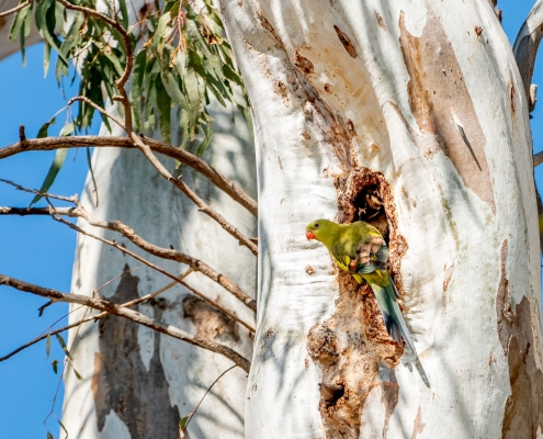 Regent parrot nesting in River Red Gum hollow